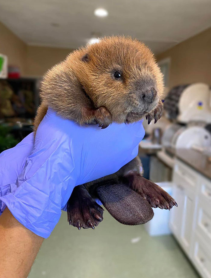 Una cría de castor rescatada