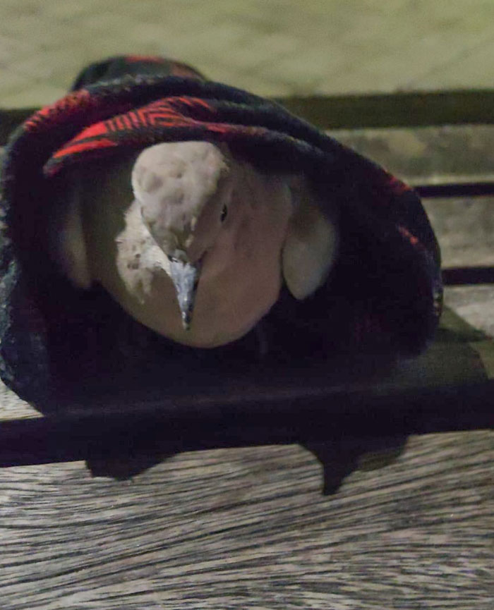 Forgot My Scarf At A Park, Went Back And Found This Little Fella