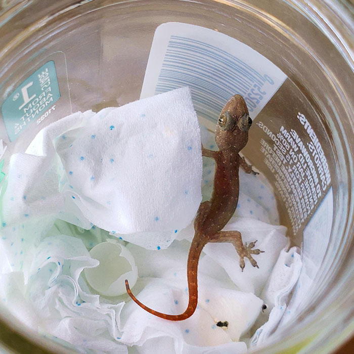 One Month Ago My Sister Found A Tiny Egg And Gave It To Me. I Put It In A Jar Not Expecting Anything. But Today It Hatched! I'm A Father