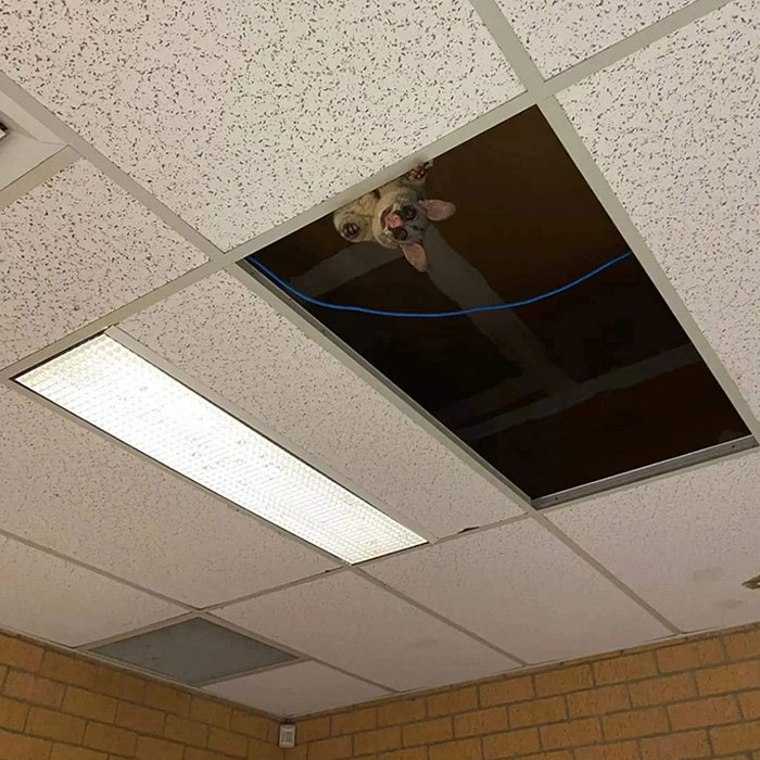 Un descarado visitante, conocido cariñosamente como "Bill la zarigüeya", vino a saludar a nuestros estudiantes de Mecatrónica