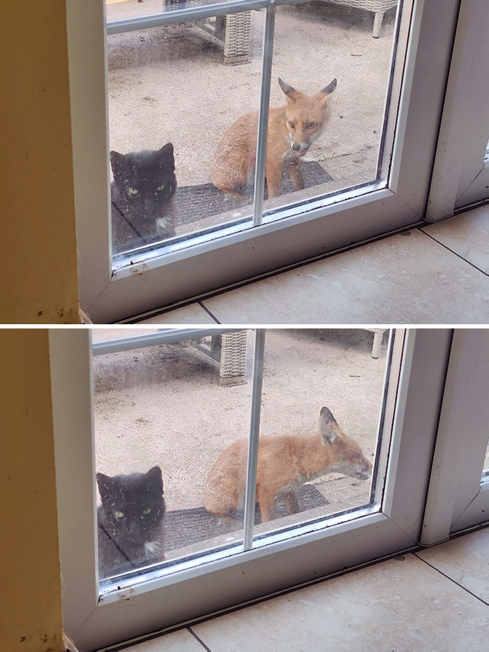 Tenemos un zorro que viene a comer y se lleva bien con nuestro gato