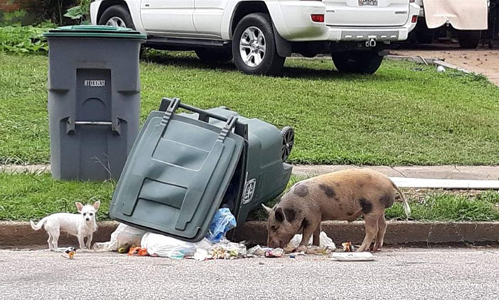 There's A Wild Piggie And Chiwawa Crew Terrorizing My Mom's Neighborhood