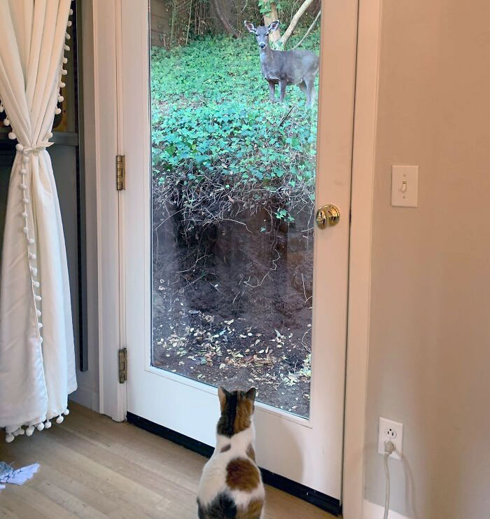 Mi gato y un ciervo que pasaba por allí se miraron durante unos 5 minutos. Creo que fue lo mejor de toda la vida de mi gato