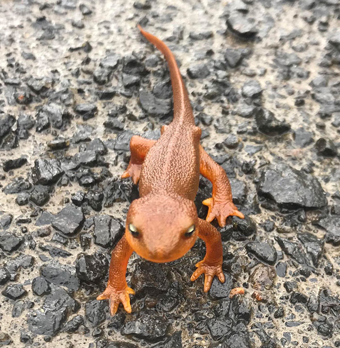 He’s Actually Real! Almost Stepped On Him While Hiking Yesterday