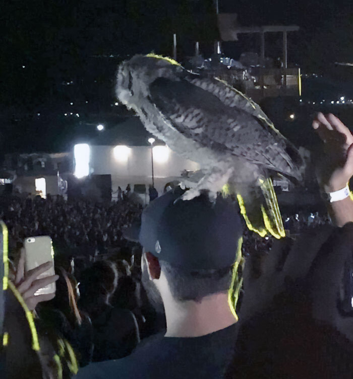 Un búho se posa en la cabeza de mi amigo en un concierto de Luke Bryan