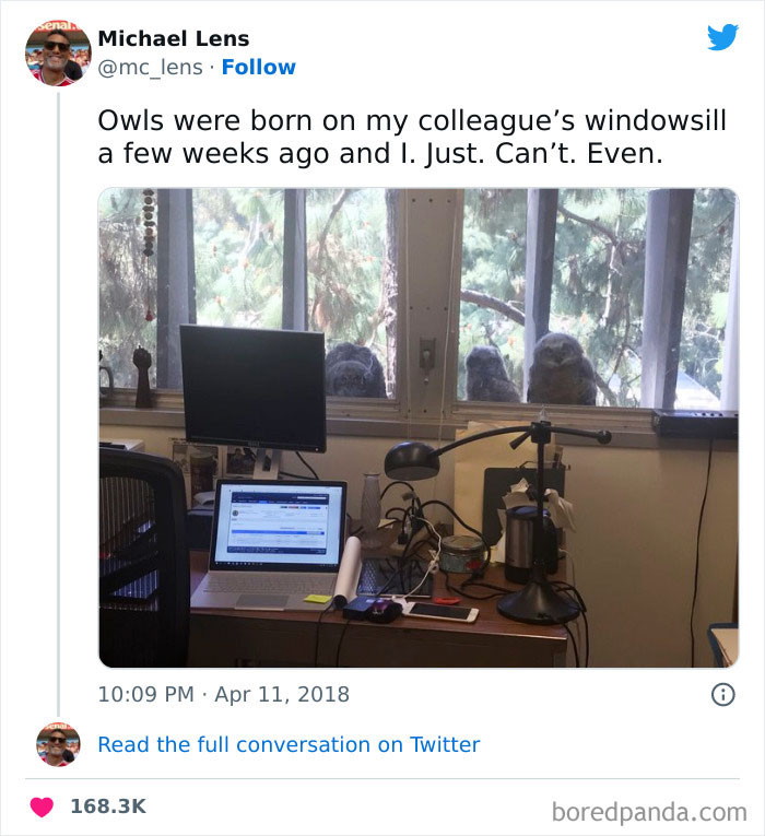 Owls Born Outside Of Office Windows Won't Stop Staring At Workers Inside