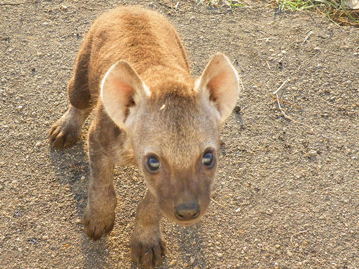 Wild Spotted Hyena Cub Sniffing My Car In Kruger National Park