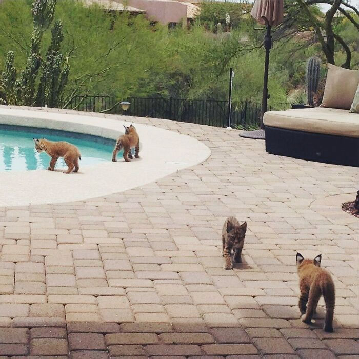 Acariciemos a estos lindos linces salvajes... hasta que ves a su madre vigilando