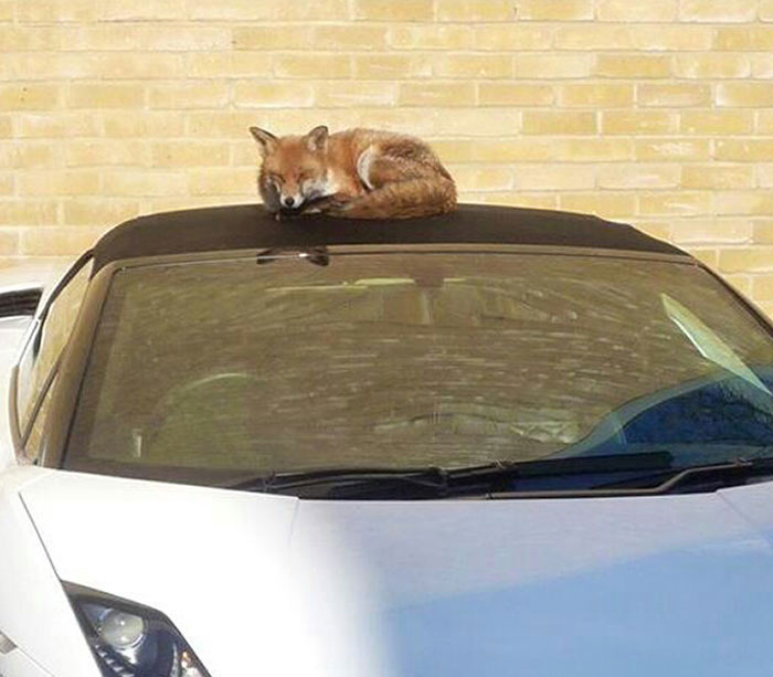 Wild Animals Commonly Visit My Boyfriend's Apartment Complex. This Is What He Discovered This Morning