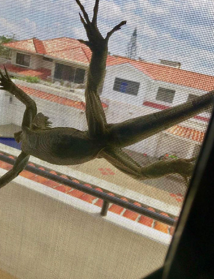 The Day I Opened My Bedroom Window And Almost Passed Out Of A Cardiac Arrest