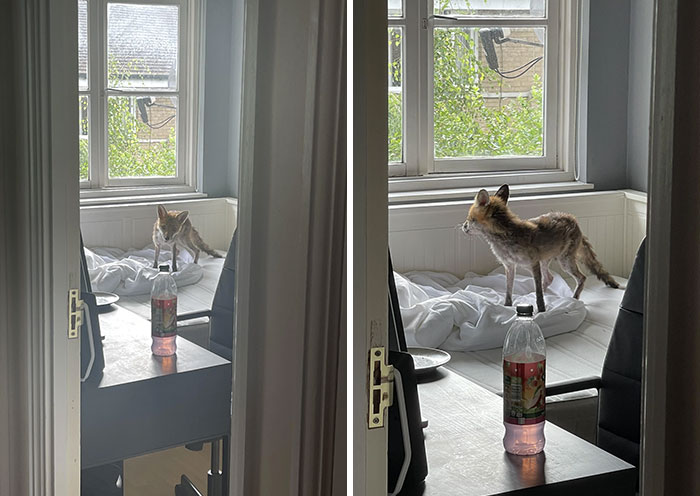 So There’s A Fox In My Upstairs Bedroom. Not Entirely Sure How It Got In