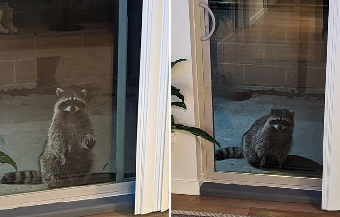 Este mapache triste en mi puerta trasera a las 2:00 am, que estaba buscando a mi gato que no estaba en casa