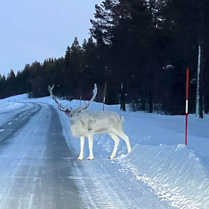 Ayer me encontré con esta belleza