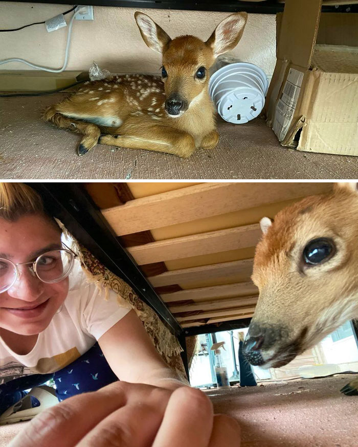 Last Summer I Heard Something Rustle Underneath Me As I Studied On Our Outdoor Bench. It Was A Baby Deer