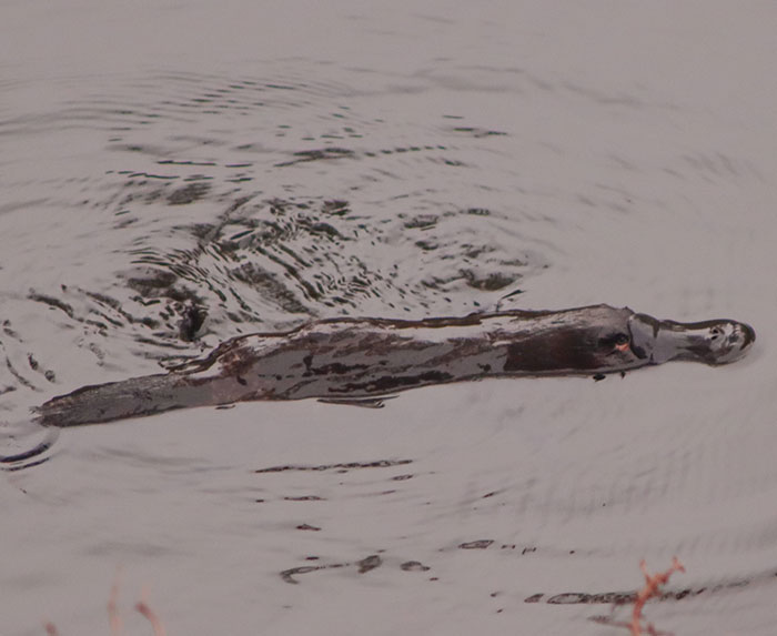 Was Lucky Enough To See This Little Guy This Morning. It's Quite Rare To See Them In The Wild