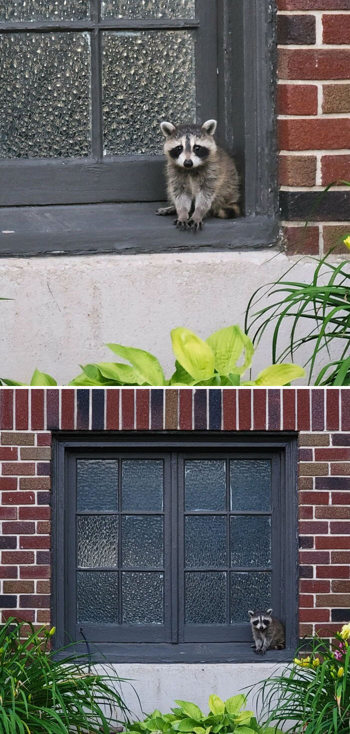 Saw This Baby On My Evening Walk