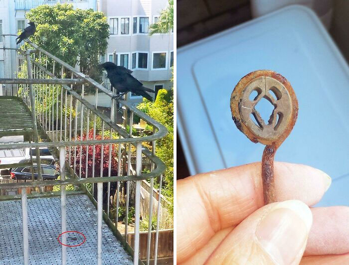 Recibí un regalo de mis amigos cuervos