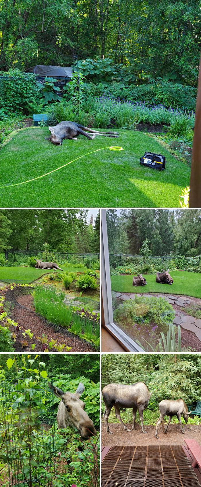 Un alce de visita en el jardín de mi padre