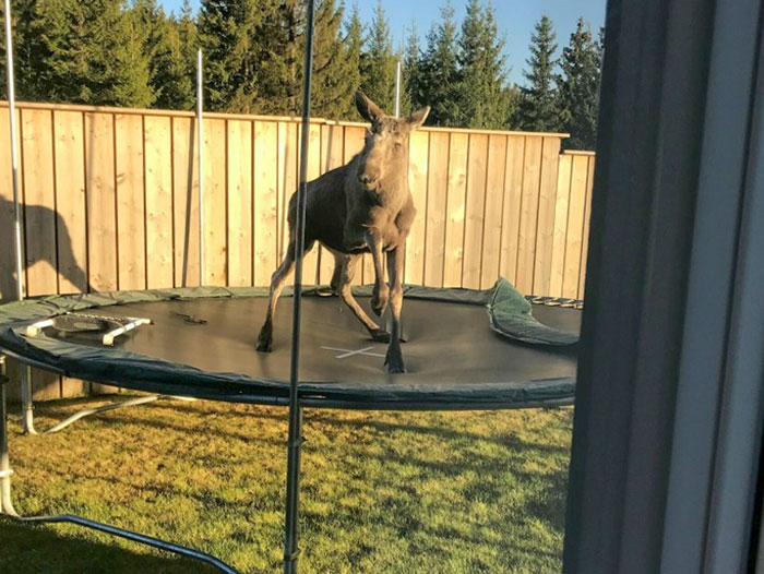 Este alce noruego se divierte