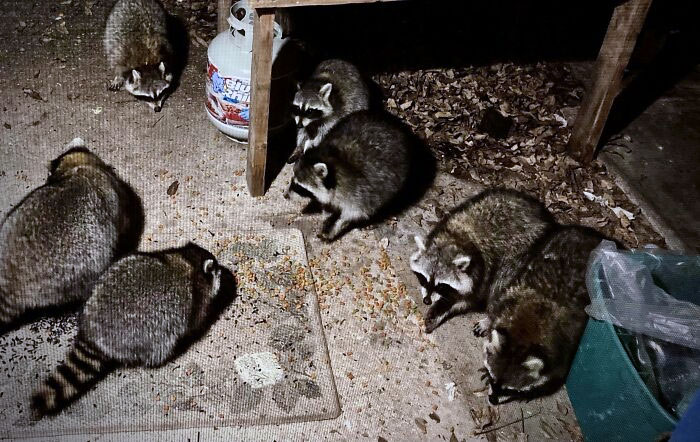 So My Wife And I Just Bought Our First House, And The Night After We Moved In, Found Ourselves With A Welcoming Committee In Our Backyard