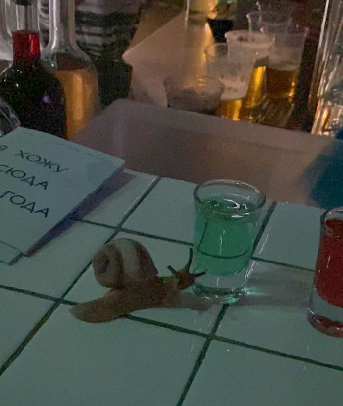 I'm Sitting With A Snail In A Bar