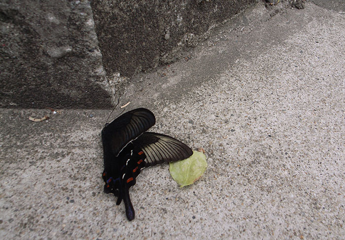 People Online Are Applauding This Wedding Photographer’s Views On Live Animal Use During Celebrations People Online Are Applauding This Wedding Photographer’s Views On Live Animal Use During Celebrations