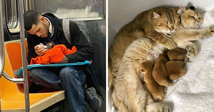 40 De las publicaciones más adorables sobre gatos para alegrarte el día