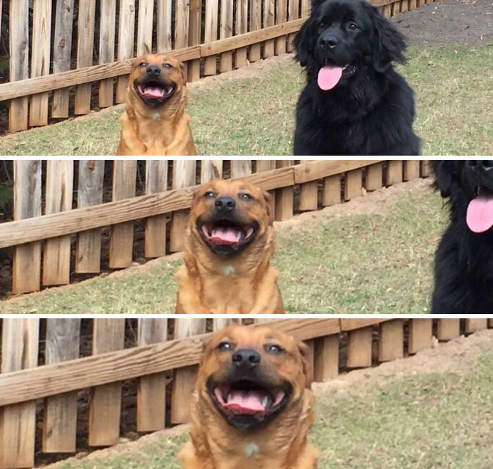 My Dog Has A Girlfriend Who Lives Across The Street. This Was His Face When She Came Over For Valentine's Day
