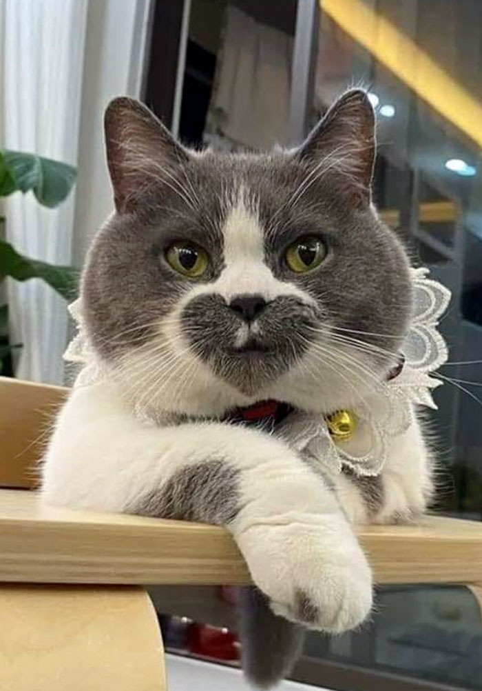 Valentine's Day Kitty