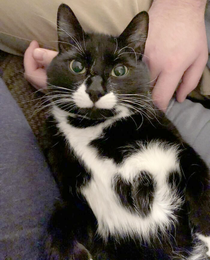 This Is Mose, He Wears His Heart On His Chest And Would Love To Be Your Valentine This Year