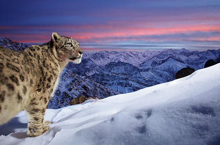 The Wildlife Photographer Of The Year People’s Choice Award 2022: 25 Photos To Pick From