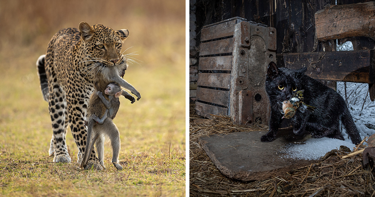 The Wildlife Photographer Of The Year People’s Choice Award 2022: 25 ...