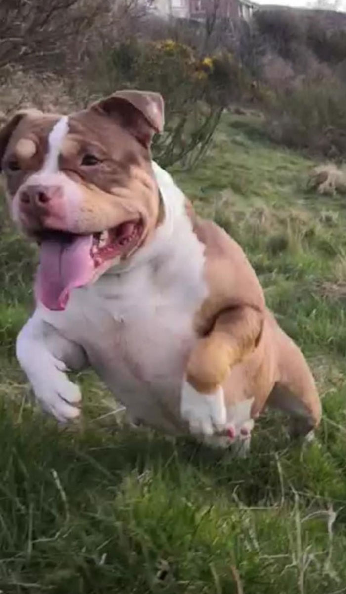 Woman Chooses Her 12 Y.O. Dog Over Her Mom’s 5 Y.O. Stepson, Gets Called A Jerk Woman Chooses Her 12 Y.O. Dog Over Her Mom’s 5 Y.O. Stepson, Gets Called A Jerk