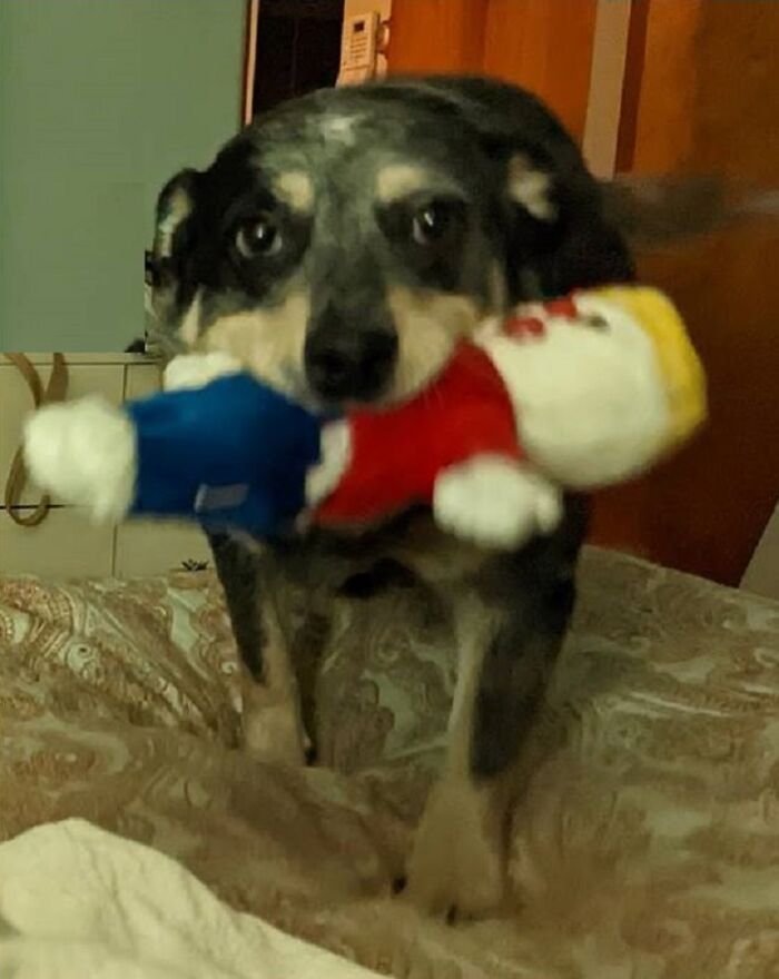 Heyheygoodmorningthrowmytoy!!!
