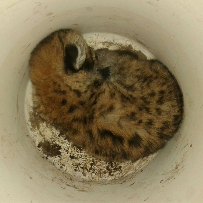 Heartwarming Story Of Blind Puma Rescued By Woman At Pumakawa Reserve Heartwarming Story Of Blind Puma Rescued By Woman At Pumakawa Reserve