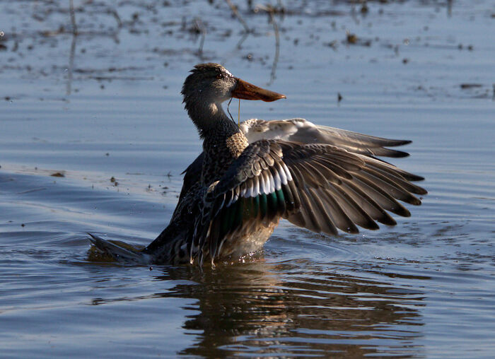 Northern Shoveler (Female)