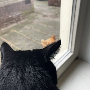 mariechamuleau avatar