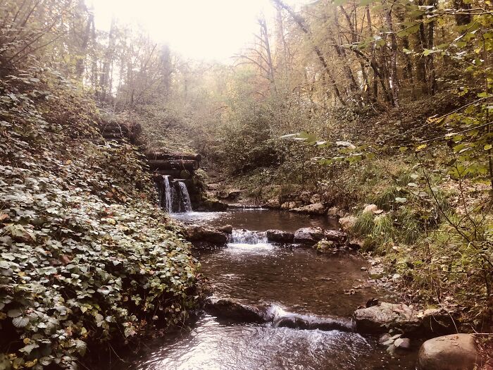 Forest In Switzerland