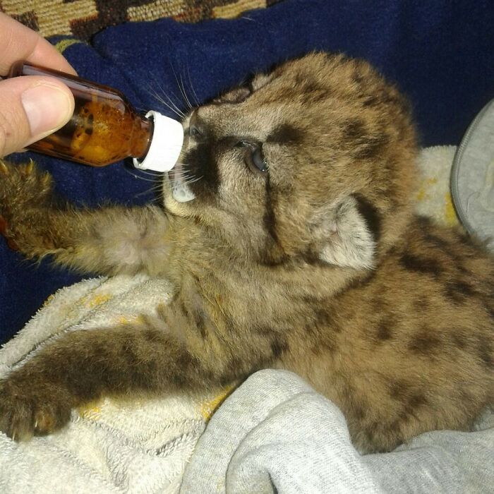 Heartwarming Story Of Blind Puma Rescued By Woman At Pumakawa Reserve Heartwarming Story Of Blind Puma Rescued By Woman At Pumakawa Reserve