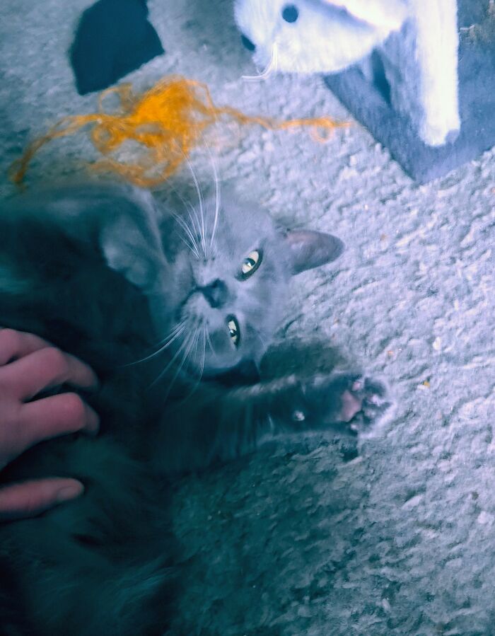 This Is Baba Yaga. She's The Most Affectionate Cat