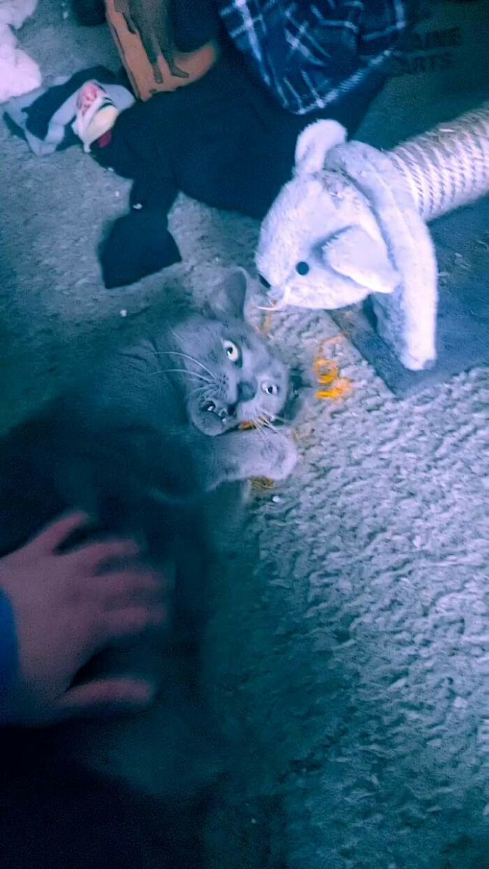 I Think Baba Yaga Had An Existential In The Middle Of Playing