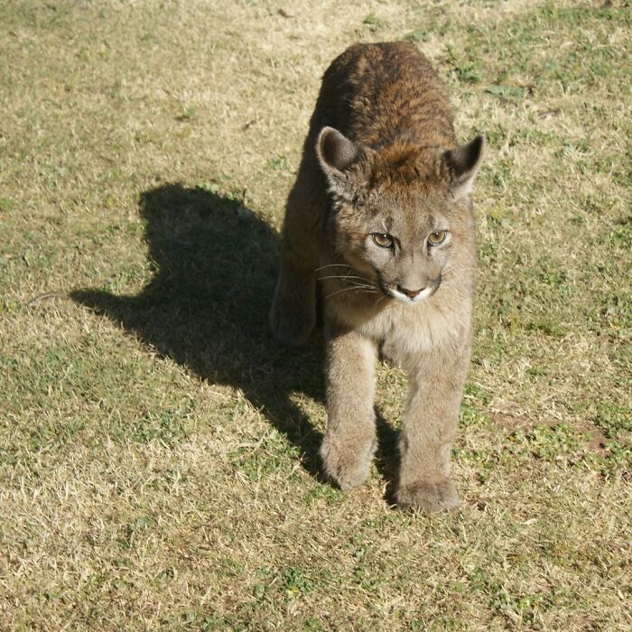 Heartwarming Story Of Blind Puma Rescued By Woman At Pumakawa Reserve Heartwarming Story Of Blind Puma Rescued By Woman At Pumakawa Reserve