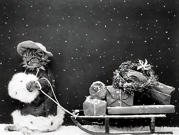 Instead Of Waiting For Santa Claus, This Little Cat Took Matters Into Its Own Paws, Pulled Its Own Sled, And Delivered All The Presents. Photo From The New York Public Library, From The Year 1914