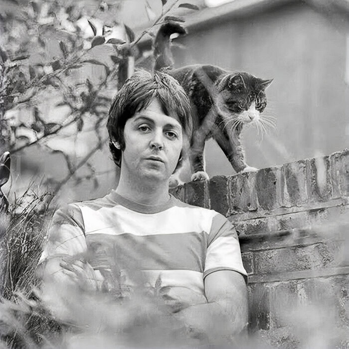 First Wife Of Paul Mccartney, The American Photographer And Animal Rights Activist Linda Mccartney Captured The Musician With This Little Cat In 1968