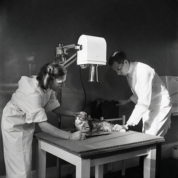 In The Image, Two Professionals Are Taking An X-Ray Of A Kitten At The Royal Society For The Prevention Of Cruelty To Animals (Rspca), A British Association Focused On Animal Welfare, 1948