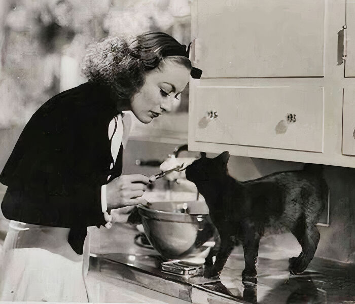 The Question That Won't Go Away: Is There A Better Helper In The Kitchen Than An Adorable Black Kitten? Portrait Of American Actress Joan Crawford In The 1930s