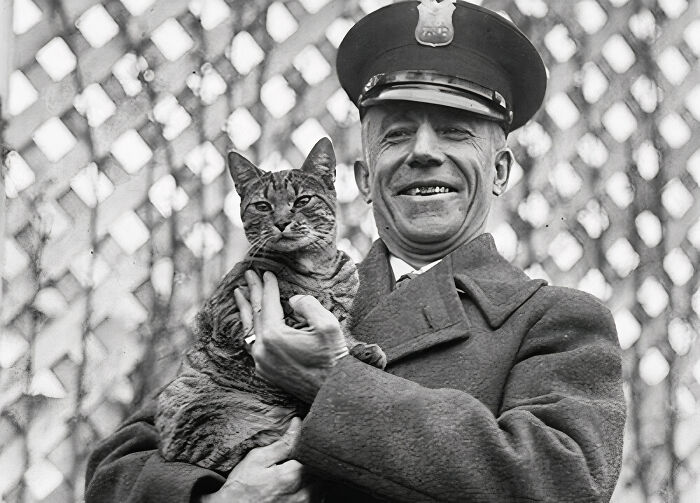 The Kitten Tiger, Mascot Of The Then-President Of The United States, Calvin Coolidge, Decided To Take A Break From The White House Back In 1924