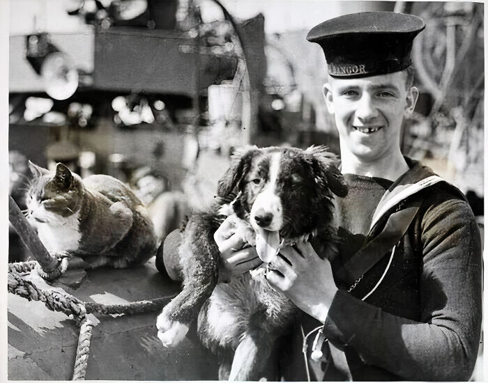 Smokey, The Cat, And Hoy, The Dog, Were The Real Darlings Of The Royal Navy Minesweeper Hms Bangor During World War II. This Photo Was Taken Around 1940