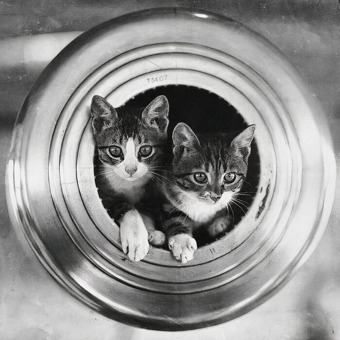 These Kittens Lived Aboard The Hms Hawkins, A Heavy Cruiser Built By The Royal Navy During World War I. The Vessel Was Not Completed Until 1919, The Likely Year Of This Photograph