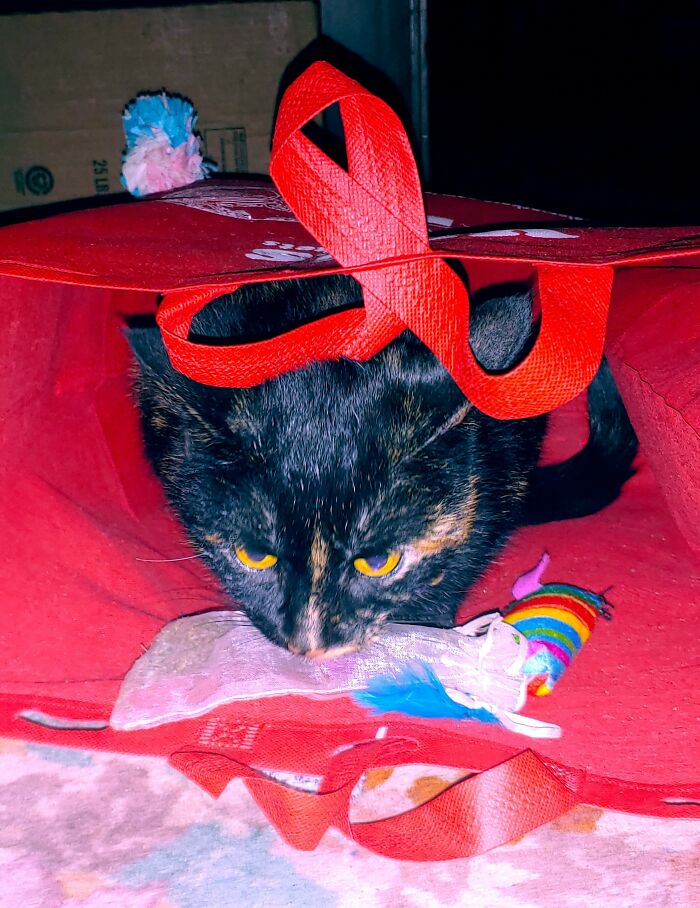 Cinder Likes To Drag Her Catnip I Give Her Into Her Crack Den And Lick It